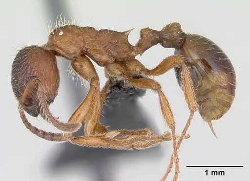 Myrmica rubra specimen CASENT0172750 image casent0172750_3