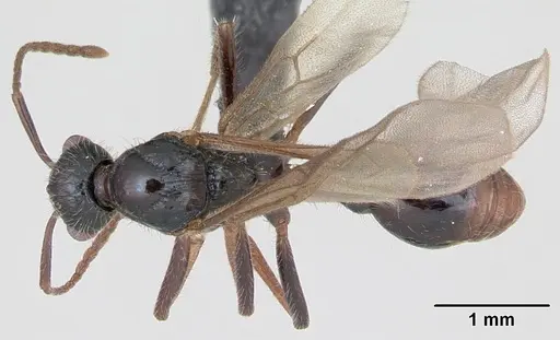 Myrmica rubra specimen CASENT0172751 image casent0172751_1