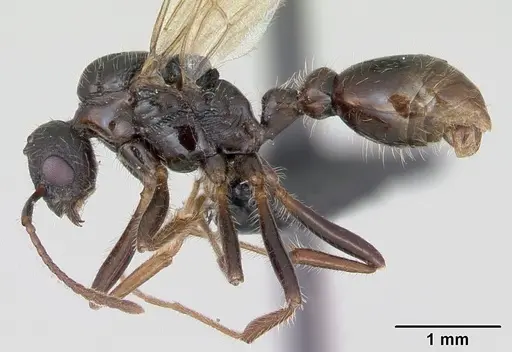 Myrmica rubra specimen CASENT0172751 image casent0172751_3