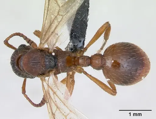 Myrmica rubra specimen CASENT0173172 image casent0173172_1