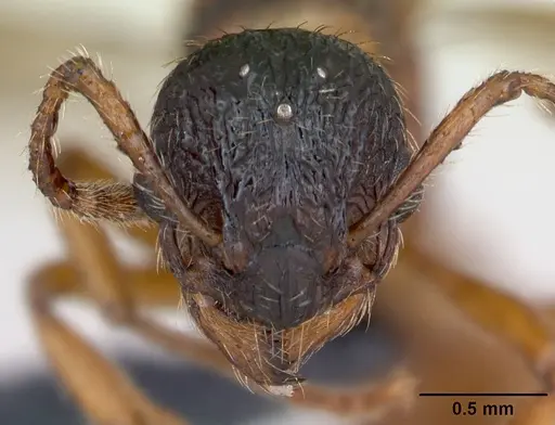 Myrmica rubra specimen CASENT0173172 image casent0173172_3