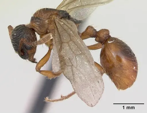 Myrmica rubra specimen CASENT0173172 image casent0173172_4