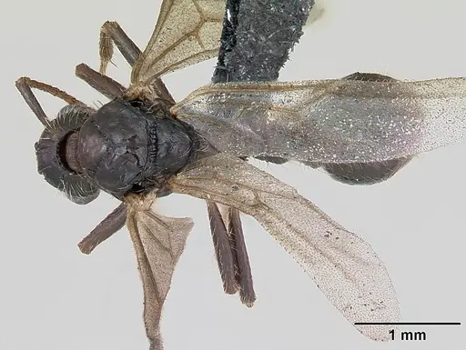 Myrmica rubra specimen CASENT0173173 image casent0173173_1