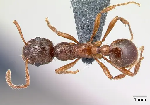 Myrmica rubra specimen CASENT0179930 image casent0179930_1