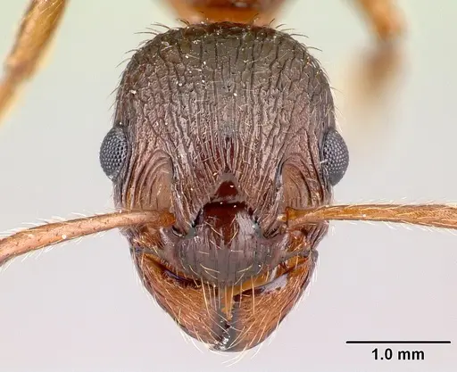 Myrmica rubra specimen CASENT0179930 image casent0179930_2