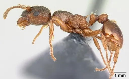 Myrmica rubra specimen CASENT0179930 image casent0179930_3