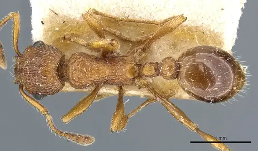 Myrmica rubra specimen CASENT0904063 image casent0904063_1