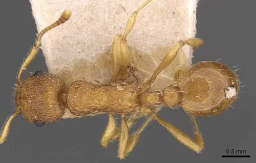 Myrmica rubra specimen CASENT0907644 image casent0907644_1