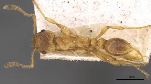 Myrmica rubra specimen CASENT0907645 image casent0907645_1