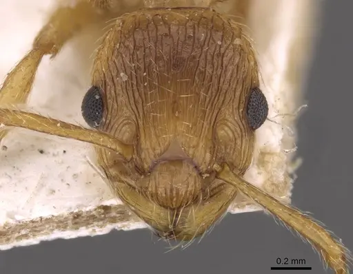 Myrmica rubra specimen CASENT0907645 image casent0907645_2