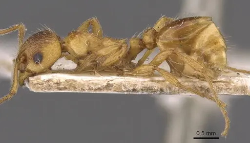 Myrmica rubra specimen CASENT0907645 image casent0907645_3