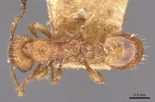 Myrmica rubra specimen CASENT0907655 image casent0907655_1