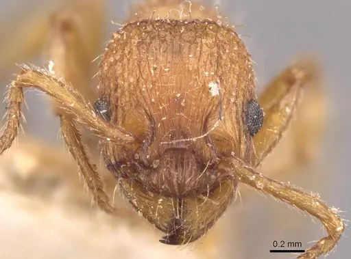Myrmica rubra specimen CASENT0907655 image casent0907655_2