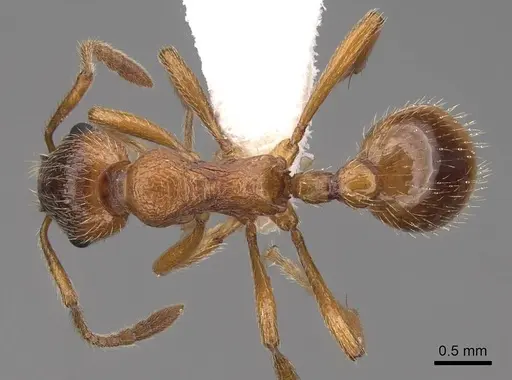 Myrmica rubra specimen CASENT0922785 image casent0922785_1