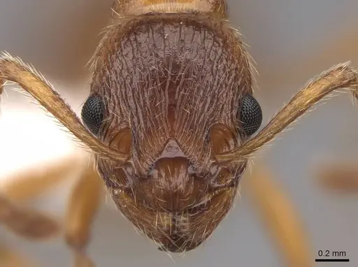 Myrmica rubra specimen CASENT0922785 image casent0922785_2