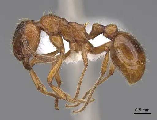 Myrmica rubra specimen CASENT0922785 image casent0922785_3