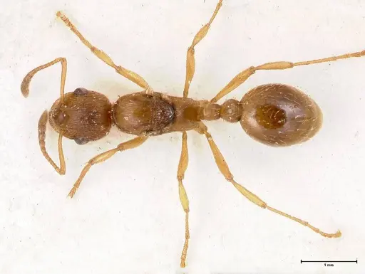 Myrmica rubra specimen FOCOL0722 image focol0722_1