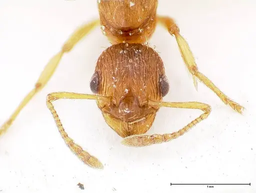 Myrmica rubra specimen FOCOL0722 image focol0722_2