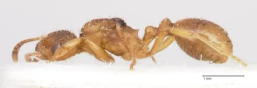 Myrmica rubra specimen FOCOL0722 image focol0722_3