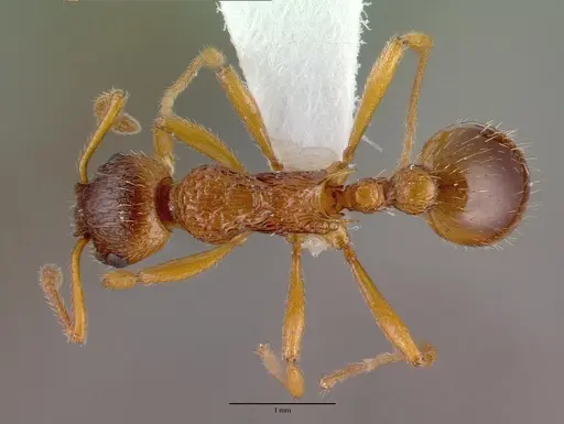 Myrmica ruginodis specimen CASENT0008642 image casent0008642_1