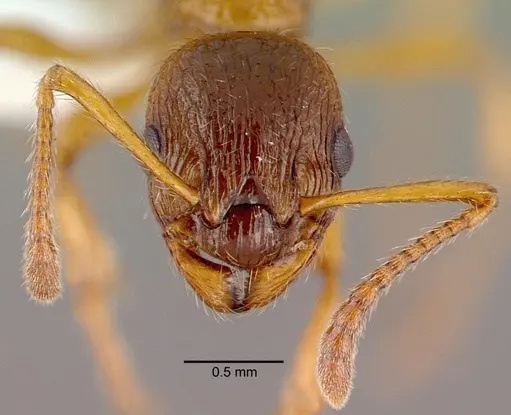 Myrmica ruginodis specimen CASENT0008642 image casent0008642_2