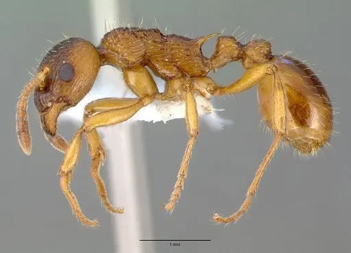 Myrmica ruginodis specimen CASENT0008642 image casent0008642_3