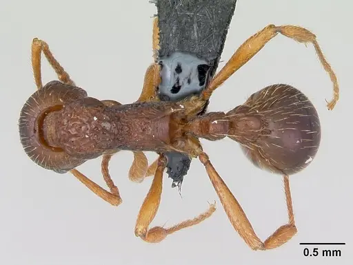 Myrmica ruginodis specimen CASENT0080767 image casent0080767_1
