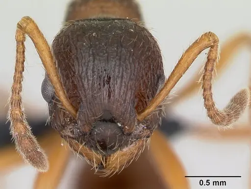 Myrmica ruginodis specimen CASENT0080767 image casent0080767_2