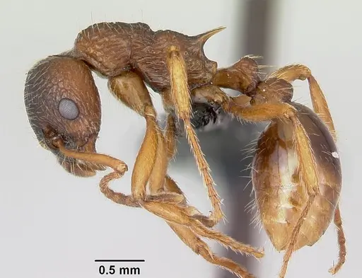 Myrmica ruginodis specimen CASENT0080767 image casent0080767_3