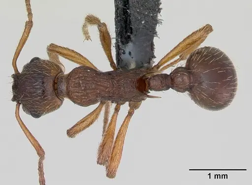 Myrmica ruginodis specimen CASENT0172713 image casent0172713_1
