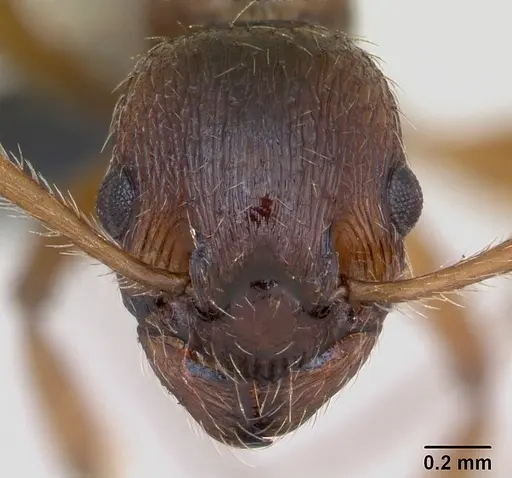 Myrmica ruginodis specimen CASENT0172713 image casent0172713_2