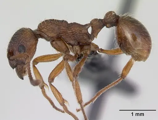 Myrmica ruginodis specimen CASENT0172713 image casent0172713_3