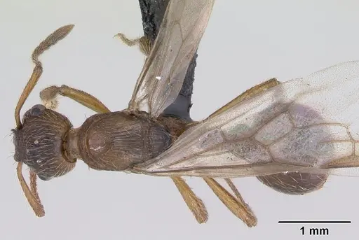 Myrmica ruginodis specimen CASENT0172714 image casent0172714_1