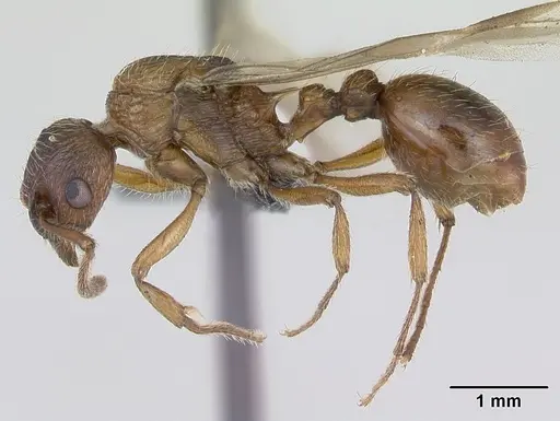 Myrmica ruginodis specimen CASENT0172714 image casent0172714_4