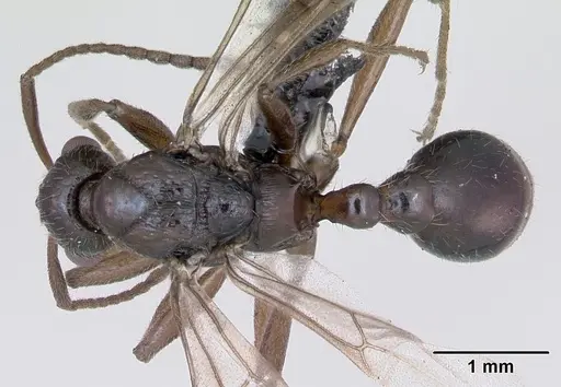 Myrmica ruginodis specimen CASENT0172715 image casent0172715_1