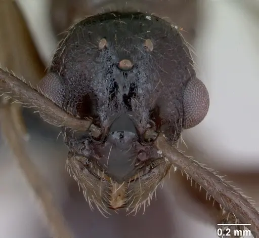 Myrmica ruginodis specimen CASENT0172715 image casent0172715_2