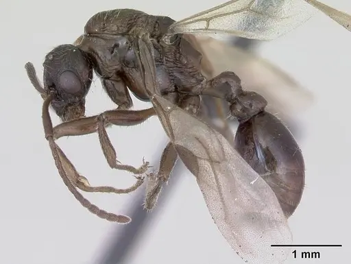 Myrmica ruginodis specimen CASENT0172715 image casent0172715_3