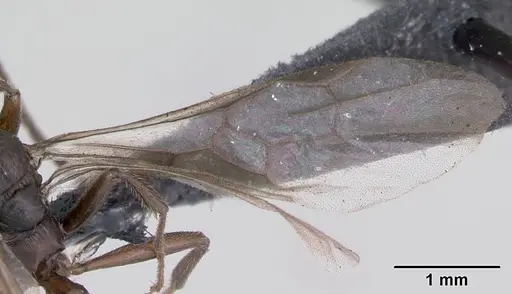 Myrmica ruginodis specimen CASENT0172715 image casent0172715_4