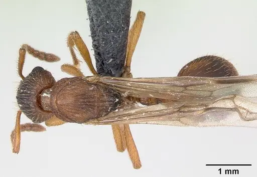Myrmica ruginodis specimen CASENT0173164 image casent0173164_1