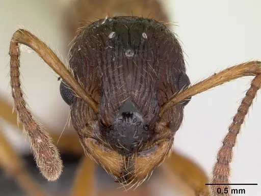 Myrmica ruginodis specimen CASENT0173164 image casent0173164_2