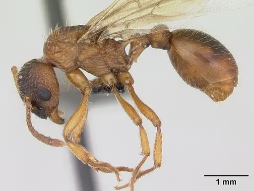 Myrmica ruginodis specimen CASENT0173164 image casent0173164_3