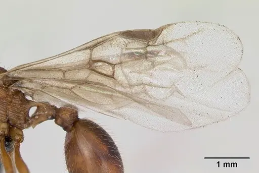 Myrmica ruginodis specimen CASENT0173164 image casent0173164_4