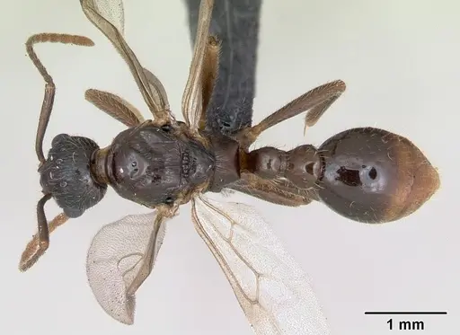 Myrmica ruginodis specimen CASENT0173165 image casent0173165_1
