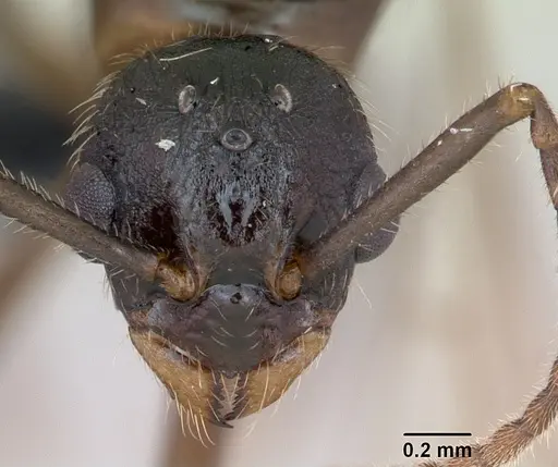 Myrmica ruginodis specimen CASENT0173165 image casent0173165_2
