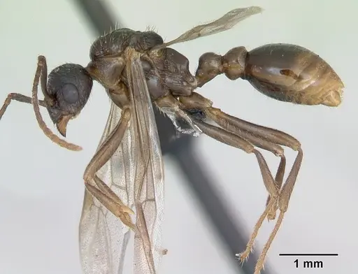 Myrmica ruginodis specimen CASENT0173165 image casent0173165_3