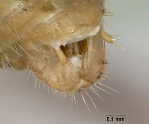 Myrmica ruginodis specimen CASENT0173165 image casent0173165_4