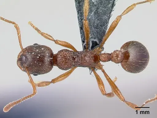 Myrmica ruginodis specimen CASENT0179918 image casent0179918_1