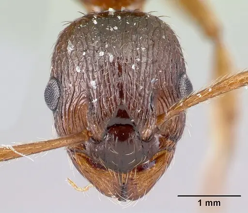 Myrmica ruginodis specimen CASENT0179918 image casent0179918_2
