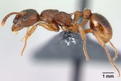 Myrmica ruginodis specimen CASENT0179918 image casent0179918_3