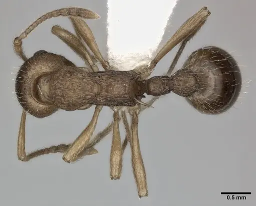 Myrmica ruginodis specimen CASENT0246081 image casent0246081_1